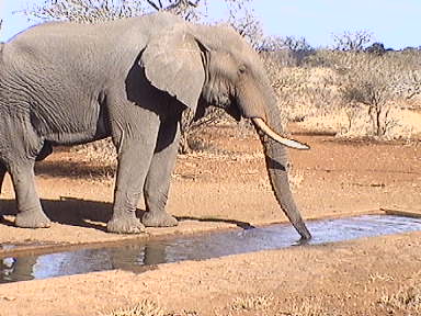 satara-elefante2.jpg