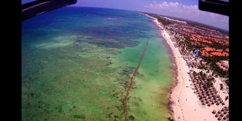 Algas (Sargazo) en playas de Punta Cana y Rep. Dominicana 0