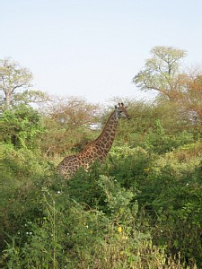 soy un chico del senegal, residente en girona(esp ..)<br />
guia de profesion. lo llevo en senegal , con tranquilidad, agilidad, medio de translado seguro y muchos mas servicios...