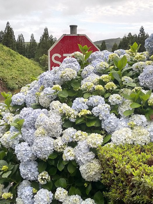 Consejos para visitar Furnas, San Miguel de las Azores 1