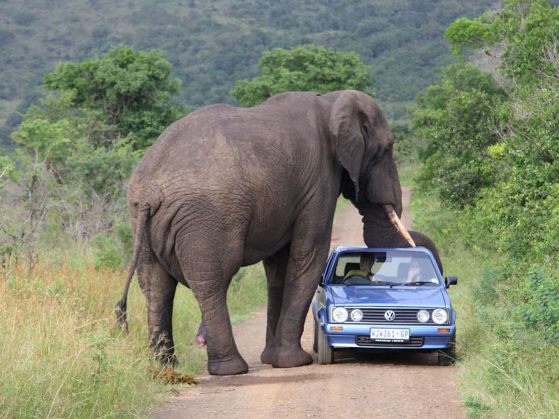 Alquiler de Coche y carreteras en Kruger - Sudáfrica