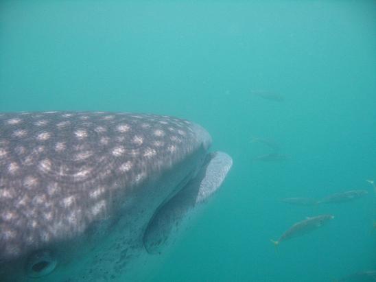 Isla Holbox- Nadar con tiburón ballena, excursiones