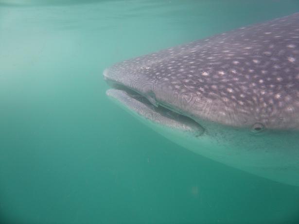 Riviera Maya: tiburones, rayas y otros animales subacuáticos