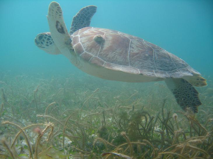 Snorkel en Riviera Maya - México