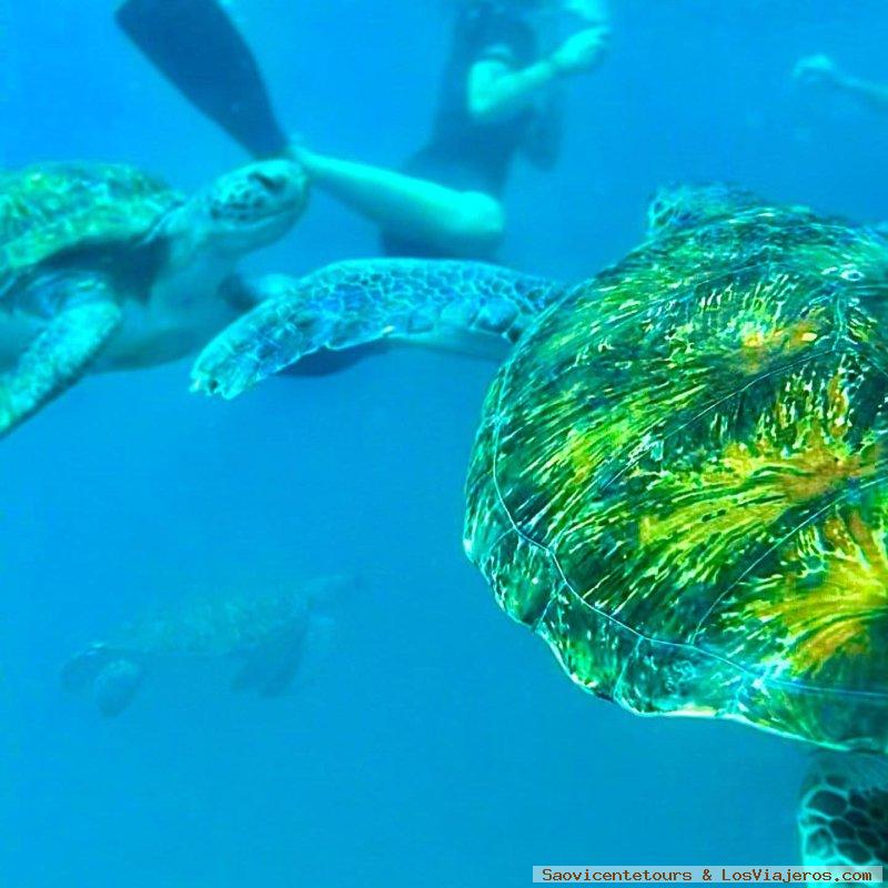 tortugas entre buceadores, Tour de Pesca y Snorkel en Isla de São Vicente, Cabo Verde 0