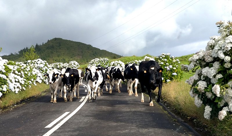 Consejos para visitar Furnas, San Miguel de las Azores 3