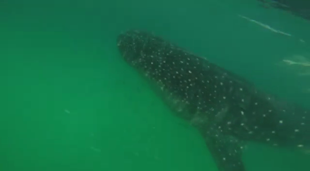 Isla Holbox- Nadar con tiburón ballena, excursiones