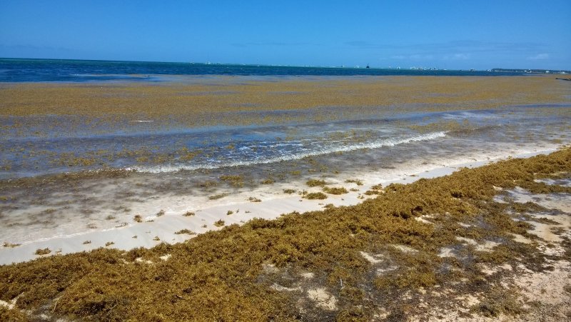 Playa infectada de algas en República Dominicana - Foro Punta Cana y República Dominicana
