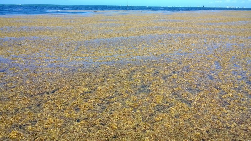 Playa infectada de algas en República Dominicana 0