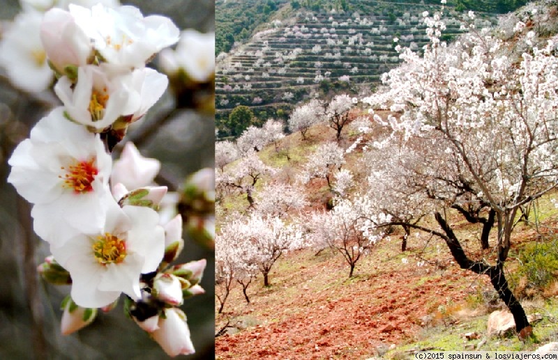 Ruta de los Almendros en Flor al Sur de Granada