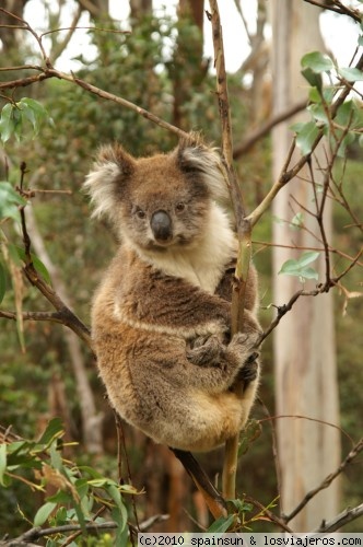 Koala - Great Ocean Road
Koala a la altura de la mano, en un bosque de eucaliptos junto a la carretera. Son unos animales mansos y muy lentos.
