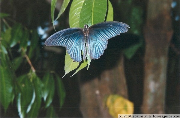 Mariposa gigante - Birmania
Mariposa de una cuarta de tamaño, en un jardín de Rangún.
