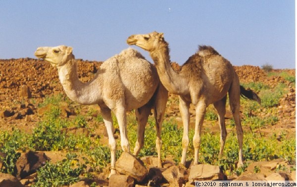 Camellos en el Sahara
Ninguna galería sobre el Sahara estaría completa sin el animal mas emblemático del desierto.
