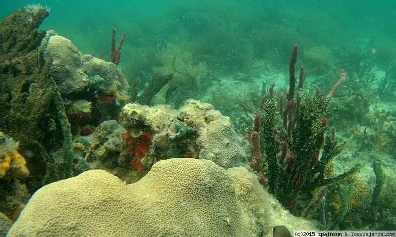 Forum of Ciudad de Panama: Corales en Cayo Coral - Bastimentos - Bocas del Toro