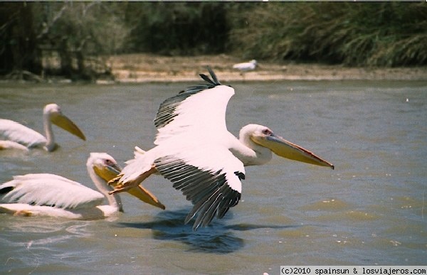 Parque nacional de Djoudj - St Luis
Este gran parque natural de Djouj se encuentra a pocos kilómetros de la ciudad de St. Louis. Destaca por ser un ecosistema de pantanos y ríos, en el delta del río Senegal. En esta imagen pelícanos tomando tierra, o mejor dicho agua.
