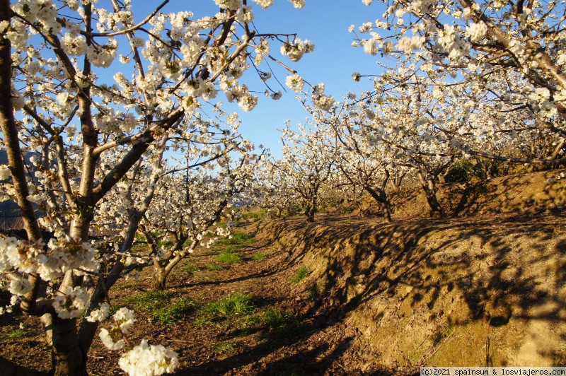 Cerezos en flor en el Valle del Jerte 2024 - Cáceres (1)