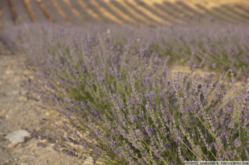 Campos de Lavanda en plena floración - Alcarria - Leguineche vida en Brihuega Campos de Lavanda - Alcarria ✈️ Foro Castilla la Mancha