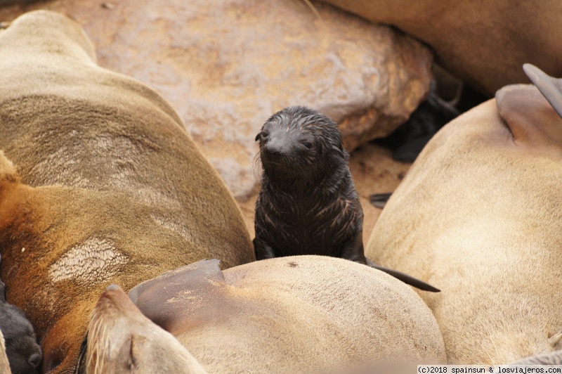 Viajar a  Namibia: Playas - Cría de Foca en la Colonia de Cape Cross, Costa de los Esqueletos (Playas)