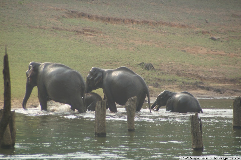 Forum of Kerala: P.N. Periyar: familia de elefantes saliendo del lago - Kerala