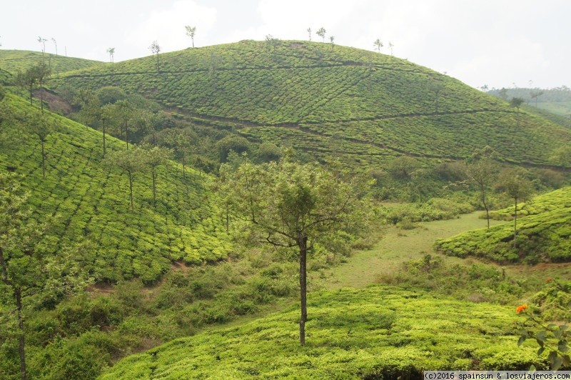 Foro de Thekkady: Plantaciones de Te en Thekkady, Kerala