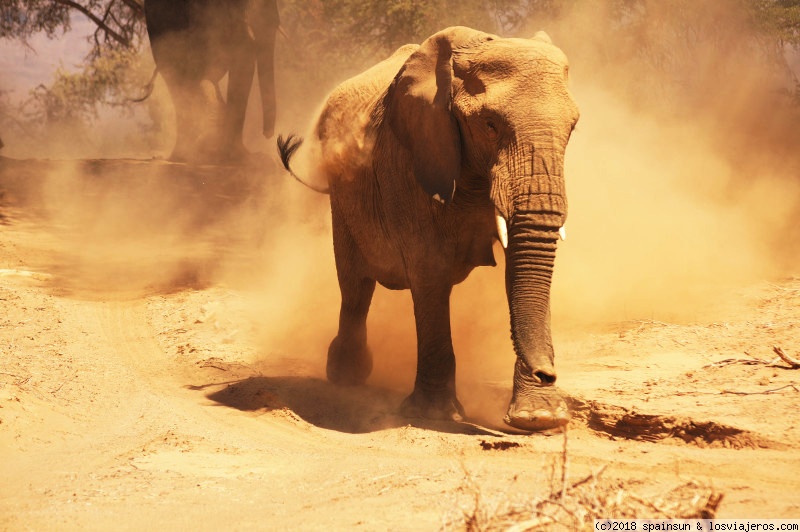 Foro de Damaraland: Mama Elefante enfadada en el río Huab -Twyfelfontein, Damaraland