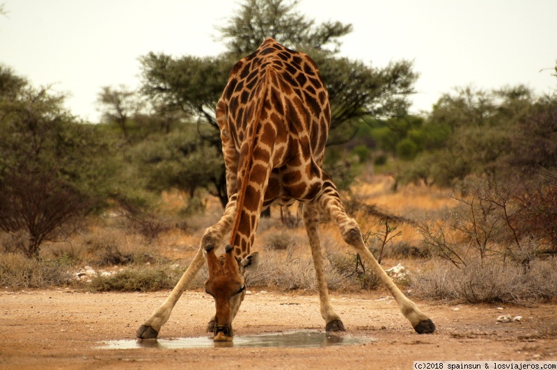 Namibia: 9 días de aventura africana con niños - Blogs de Namibia - Etosha: Adamax y Bosque Encantado, buscando leones y elefantes. (1)