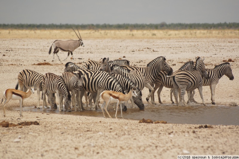 Etosha: Adamax y Bosque Encantado, buscando leones y elefantes. - Namibia: 9 días de aventura africana con niños (4)