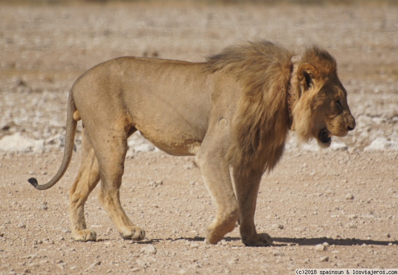 Tarde de Leones, leopardos y rinocerontes en Etosha - Namibia: 9 días de aventura africana con niños (2)