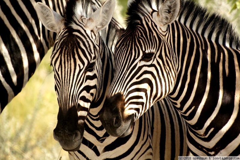 Namibia: 9 días de aventura africana con niños - Blogs de Namibia - Tarde de Leones, leopardos y rinocerontes en Etosha (3)