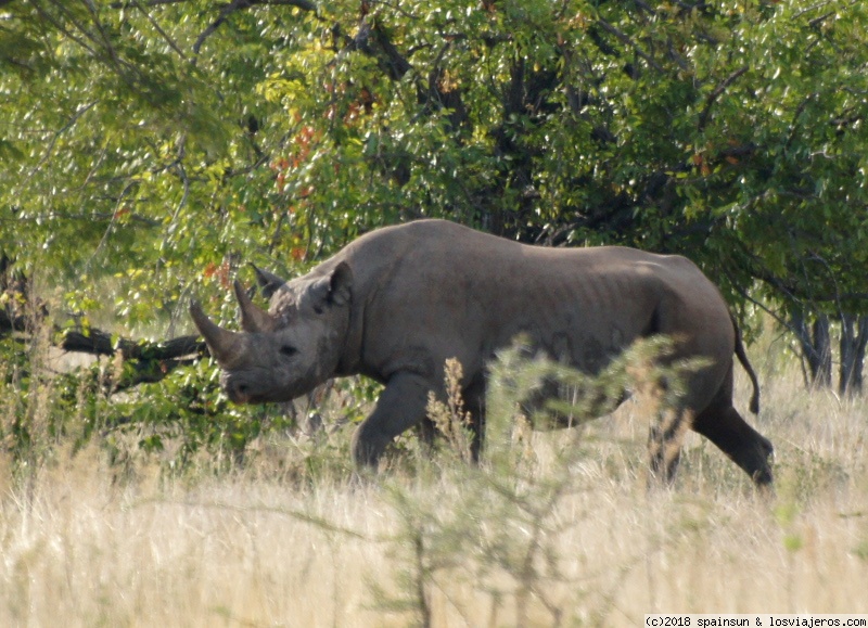 Tarde de Leones, leopardos y rinocerontes en Etosha - Namibia: 9 días de aventura africana con niños (4)