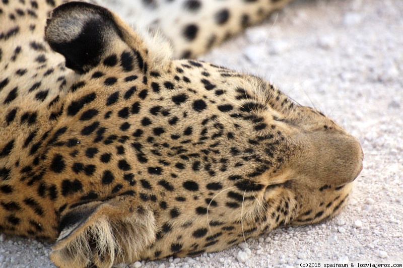 Namibia: 9 días de aventura africana con niños - Blogs de Namibia - Tarde de Leones, leopardos y rinocerontes en Etosha (6)