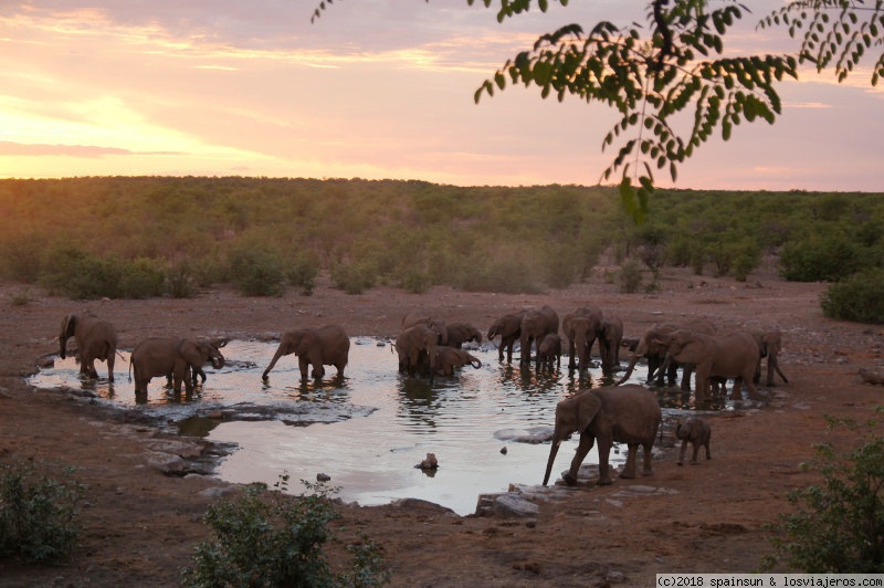 Namibia: 9 días de aventura africana con niños - Blogs de Namibia - Atardecer inolvidable en Halali (1)