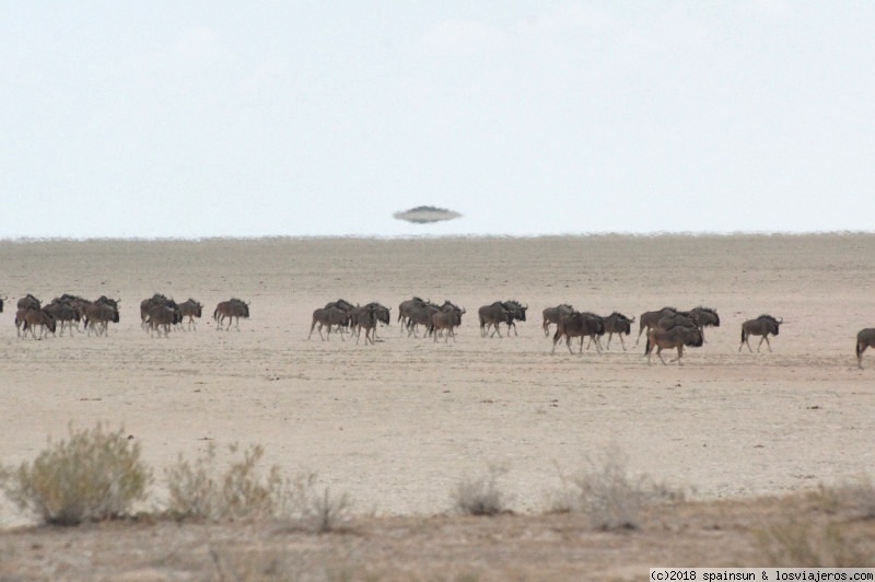 Centro de Etosha: el Pan y praderas al norte de Halali - Namibia: 9 días de aventura africana con niños (5)