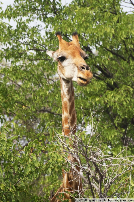 Pinchar en Etosha en territorio de leones - Namibia: 9 días de aventura africana con niños (3)