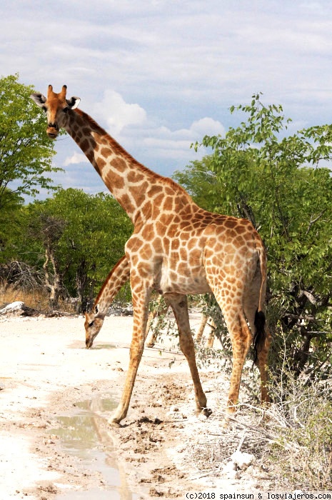 Pinchar en Etosha en territorio de leones - Namibia: 9 días de aventura africana con niños (4)