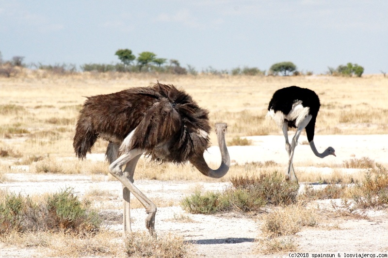 Namibia: 9 días de aventura africana con niños - Blogs de Namibia - Este de Etosa: Safari por Namutoni (2)