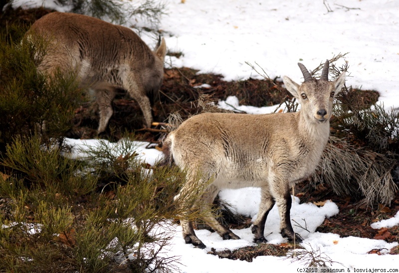 Nieve en la Sierra de Madrid: donde verla o esquiar - Foro Madrid