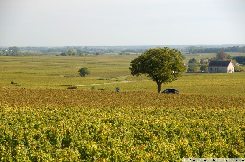 Foro de Cicloturismo En Francia: Viñedos de Borgoña en Septiembre: Montrachet