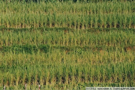 Campos de Arroz en el norte de Laos
Existen varios países donde se dice que son tan tranquilos se puede ver crecer el arroz.... pero solo hay uno donde se le puede escuchar crecer: ese es Laos.
