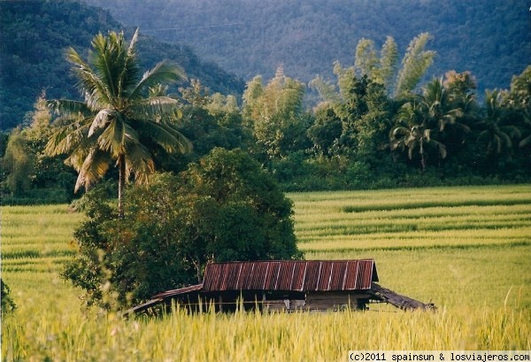 Campos de Arroz
Verde esmeralda en los campos de Arroz en Laos.
