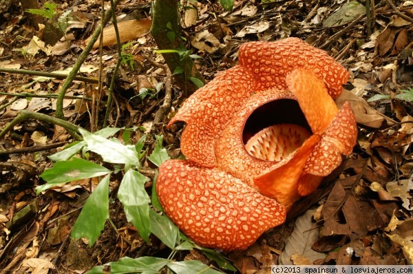 Rafflesia, la flor gigante
Una rafflesia de 62 centímetros de diámetro en los bosques cercanos a Ranau, Sabah, Borneo. La flor es el símbolo del estado de Sabah.
