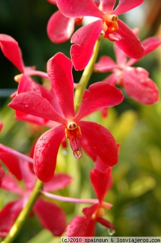 Orquídea - Malasia
Malasia posee miles de especies de orquídeas en lo que queda de sus selvas... pero ésta no estaba en la selva, sino en un mercadillo de Kuala Lumpur.
