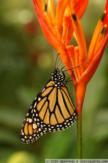Mariposa Monarca
Mariposa monarca, Danaus plexippus, en la granja de mariposas de El Castillo. Es una de las grandes mariposas de America.
