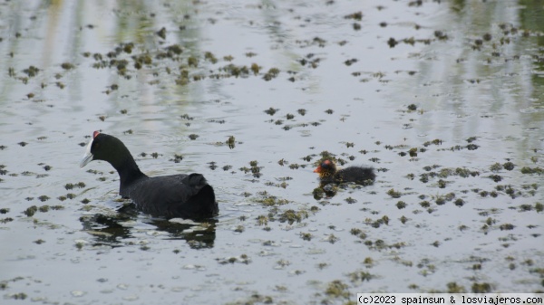 Focha Moruna y su cría - Charca de Suárez, Motril
Esta semana me he encontrado en esa joya de humedal que es la Charca de Suarez con una madre focha moruna y sus dos crías recién nacidas, aunque en la foto solo se ve una. Es una puesta fuera de temporada ya que suelen nacer en primavera. A ver si tiene suerte y las saca para adelante.
