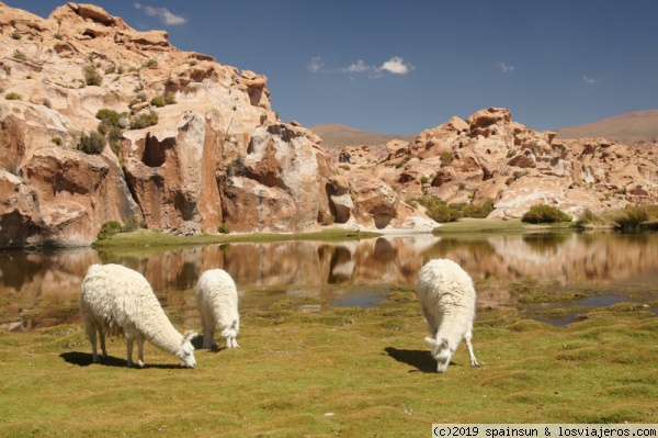 Llamas en la Laguna Negra, Bolivia
Llamas pastando junto a la Laguna Negra, una de las mas bellas lagunas altiplánicas.
