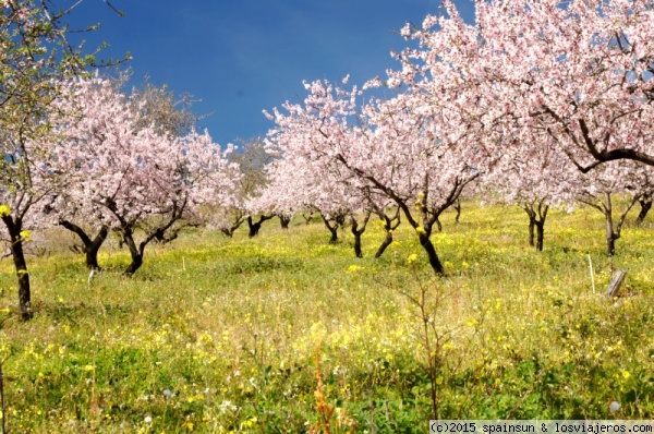 Almendros en Flor - Polopos - Granada
Almendros en flor este fin de semana, en Polopos, Granada
