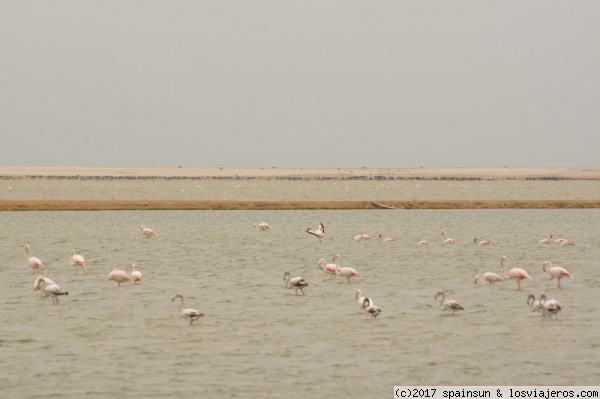 Flamencos en las salinas de Swakopmund
Los humedales formados por las salinas de Swakopmund son el hogar de miles de aves acuáticas, entre ellas numerosos flamencos.
