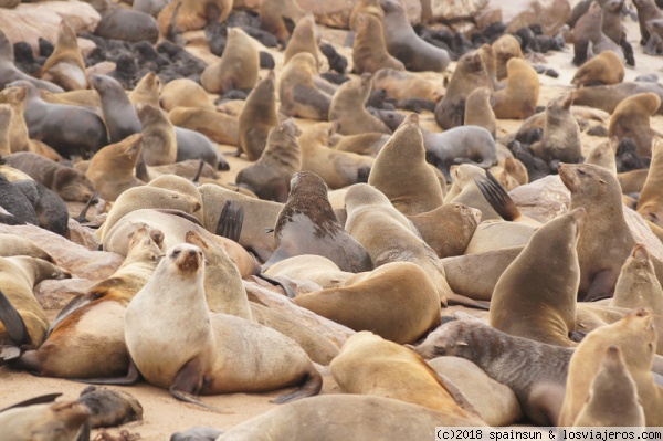 Colonia de Focas en Cabo Cross, Costa de los Esqueletos
Colonia con unas 100.000 focas en Cape Cross, una de las más pobladas del mundo.
