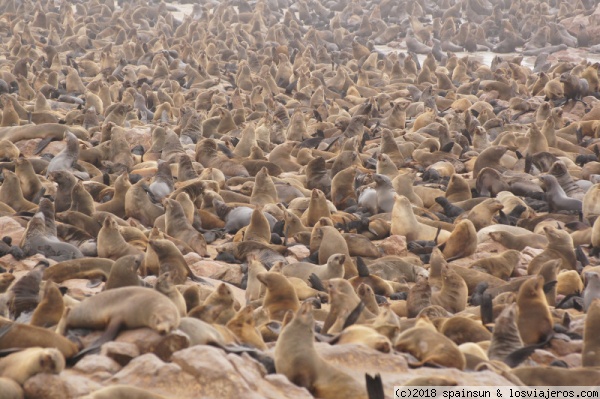 Aglomeración de Focas en Cape Cross, Costa de los Esqueletos
Impresionante la densidad de Focas de Cape Cross.
