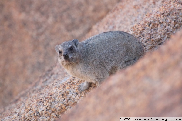 Marmota entre las rocas del Spitzkoppe
Marmota entre las enormes rocas de granito del Spitzkoppe. También se ven numerosos pájaros, ardillas terrestres y cebras.
